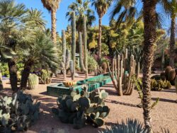 Majorelle cactus marrakech riaddartaliwint