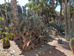 Majorelle euphorbe marrakech riaddartaliwint