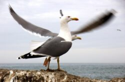 Essaouira seagull dar taliwint marrakech