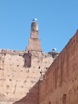 Cigognes du Palais Badiî Marrakech Riaddartaliwint